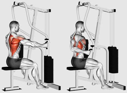Bør vi fokusere på rækker eller træk efter bedre tilbage -træning?